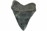 Serrated, Fossil Megalodon Tooth - South Carolina #231772-2